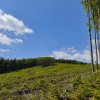 Hospodaření Arcibiskupských lesů a statků Olomouc v oblasti Rychlebských hor